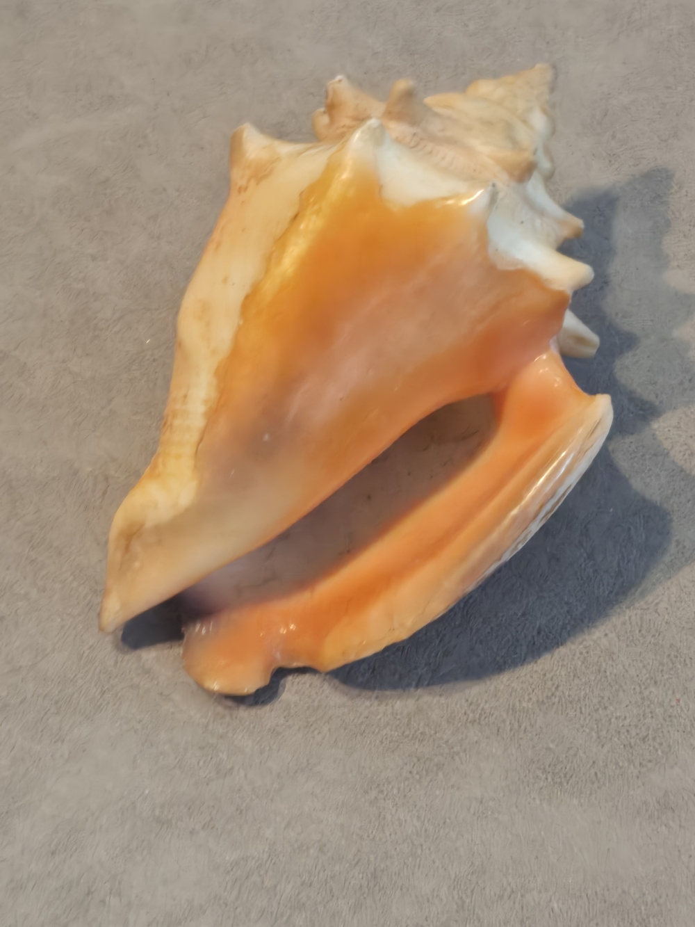 🐚 Fighting Conch Shell | Strombus | Vibrant Orange Interior | 3 in